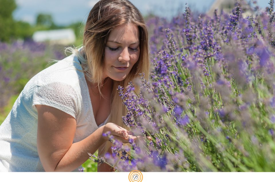 Gallery : A Lavender morning