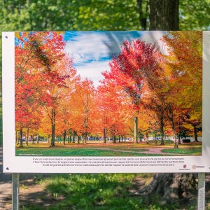 Parc de Lorraine dans les vives couleurs d'automne. Panneau exposition en plein air au parc Lorraine, KW: Lorraine